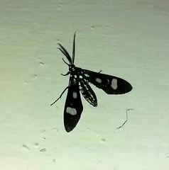 Leucotmemis nexa