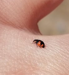 Hyperaspis sphaeridioides