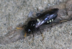 Cimbex americanus