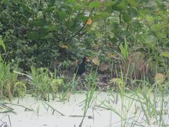 Jacana jacana hypomelaena