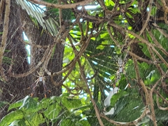 Trichonephila sexpunctata