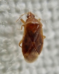 Cardiastethus fasciiventris