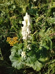Aconitum orientale