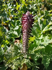 Pedicularis atropurpurea