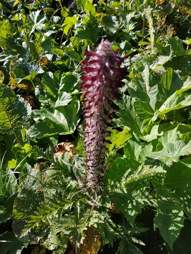 Pedicularis atropurpurea