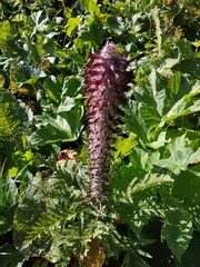 Pedicularis atropurpurea