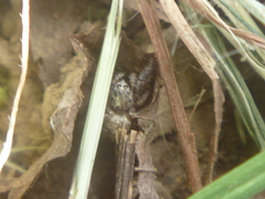 Habronattus