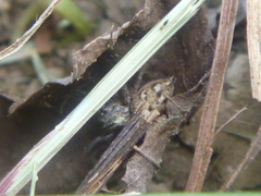 Habronattus