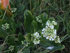 Lepidium crassum