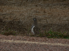 Geophaps scripta scripta