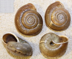 Campylaea illyrica
