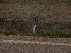 Geophaps scripta scripta