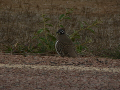 Geophaps scripta scripta