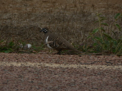 Geophaps scripta scripta