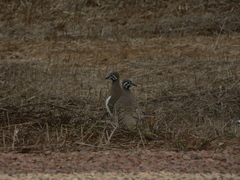 Geophaps scripta scripta