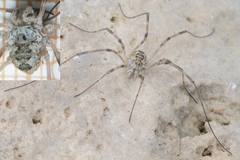 Mitopus glacialis