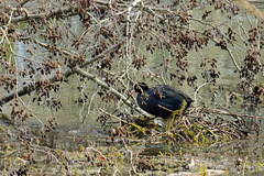 Fulica atra