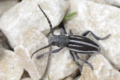 Dorcadion fuliginator