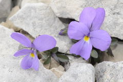 Viola cenisia