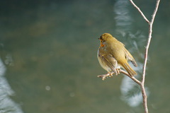 Erithacus rubecula