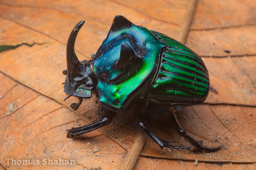 Oxysternon conspicillatum (Weber, 1801)