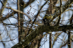 Parus major