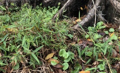 Dichanthelium patulum