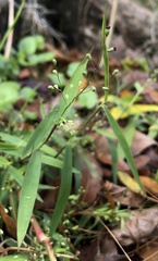 Dichanthelium patulum