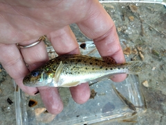 Gymnocephalus cernua