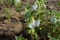 Pombalia calceolaria