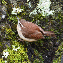 Thryothorus ludovicianus