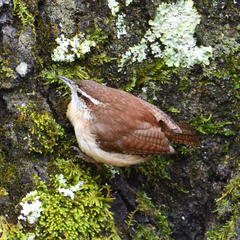 Thryothorus ludovicianus