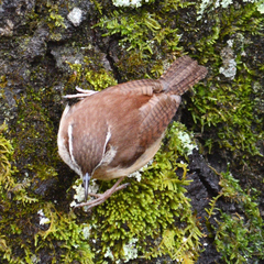 Thryothorus ludovicianus
