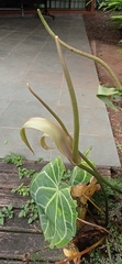 Anthurium magnificum