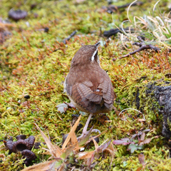 Thryothorus ludovicianus