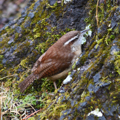 Thryothorus ludovicianus
