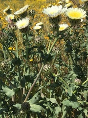 Malacothrix coulteri