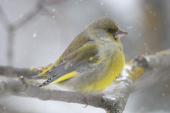 European Greenfinch photo 5