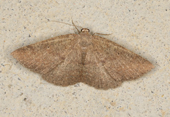 Casbia melanops