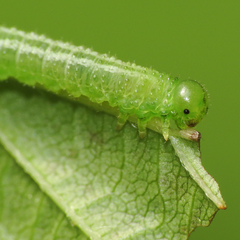 Pristiphora pallidiventris