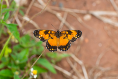 Chlosyne lacinia saundersi