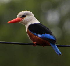 Halcyon leucocephala acteon