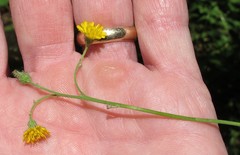 Hieracium paniculatum