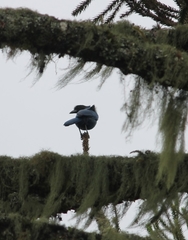 Cyanocorax caeruleus