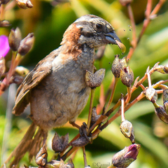 Zonotrichia capensis chilensis