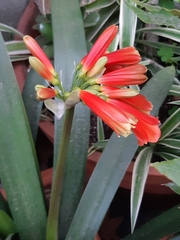 Clivia miniata