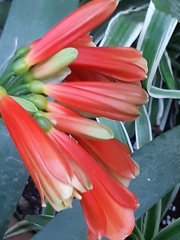 Clivia miniata