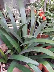 Clivia miniata
