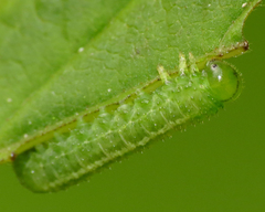 Pristiphora pallidiventris
