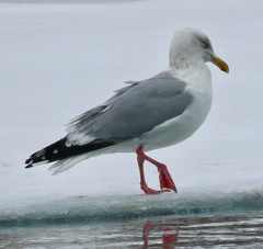 Larus argentatus